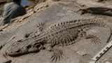 Researchers report first fully marine amphibian from Late Triassic China