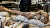 New swamp-dwelling iguanodontian named from Natural History Museum collections